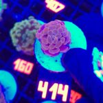 Euphyllia paraancora Pink 1h (414)