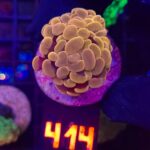 Euphyllia paraancora Honey Gold (414)