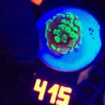 Euphyllia paraancora Grafted 1h (415)