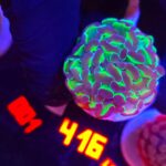 Euphyllia paraancora Purple tip 1h (416)