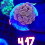 Euphyllia paraancora Pink 1h (417)