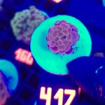 Euphyllia paraancora Pink 1h (417)