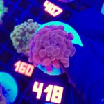 Euphyllia paraancora Pink 1h (418)