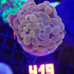 Euphyllia paraancora Pink 2h (419)