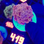 Euphyllia paraancora Pink 1h (419)