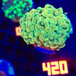 Euphyllia paraancora GOLD 2h (420)