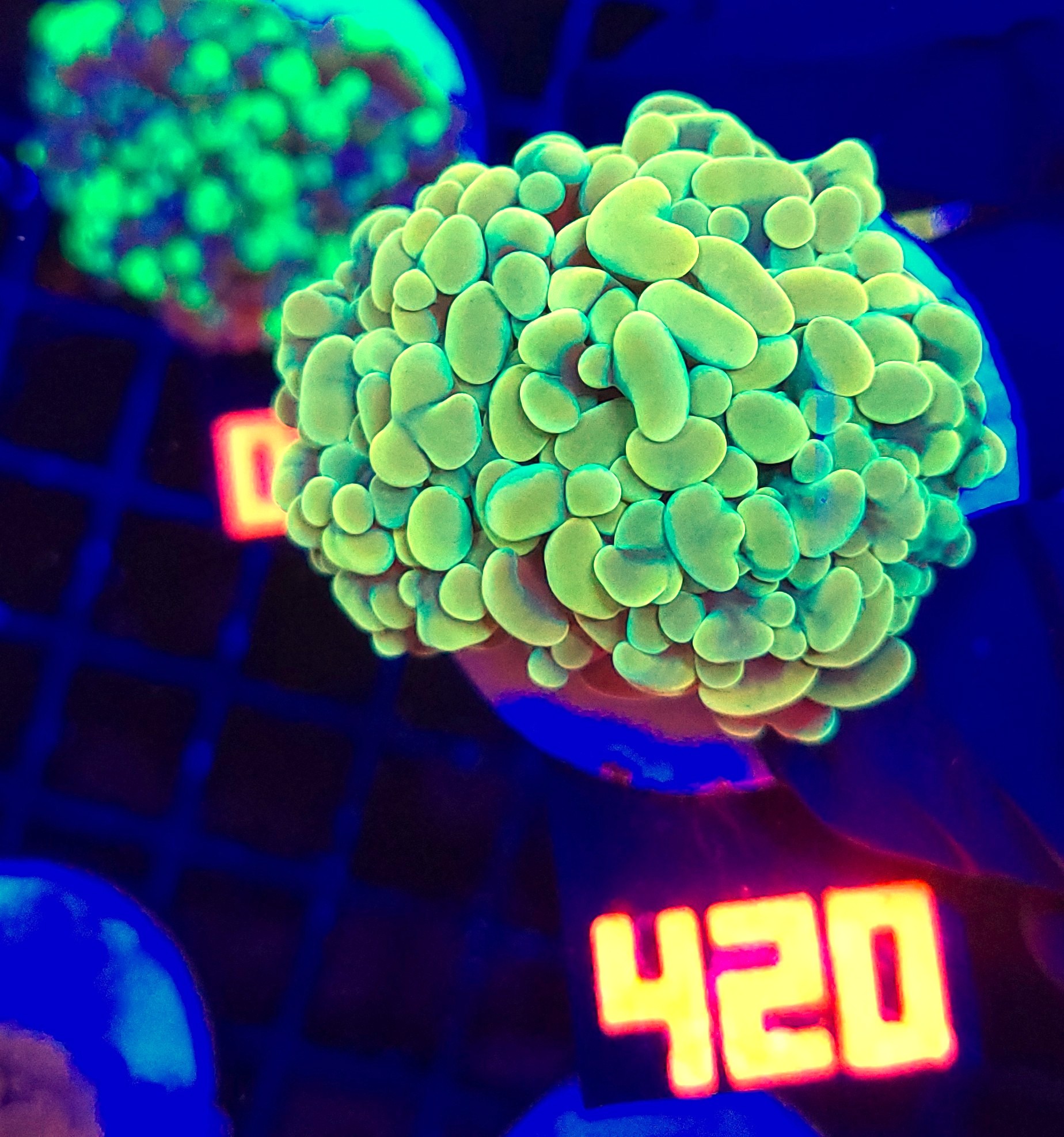 420 Euphyllia paraancora GOLD 2h (420) - obrazek 1