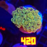 Euphyllia paraancora GOLD 2h (420)