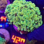Euphyllia paraancora GOLD 3h (420)