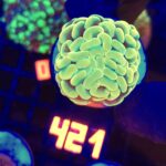 Euphyllia paraancora GOLD 1h (421)