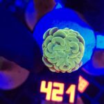 Euphyllia paraancora GOLD 1h (421)