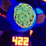 Euphyllia paraancora GOLD 1h (422)