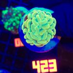 Euphyllia paraancora GOLD 1h (423)