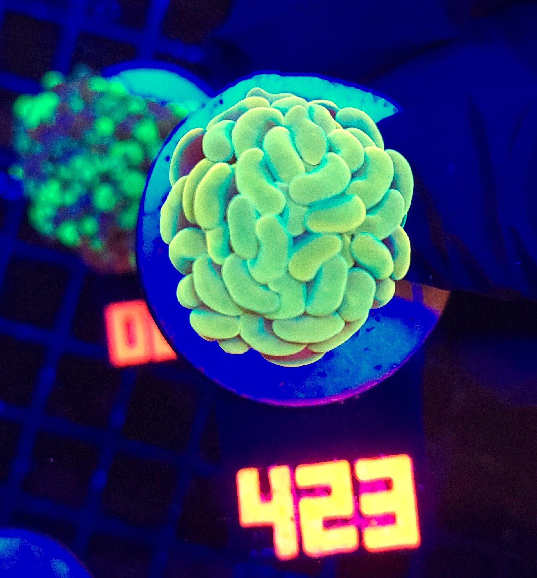 423 Euphyllia paraancora GOLD 1h (423) - obrazek 1