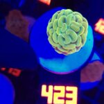 Euphyllia paraancora GOLD 1h (423)