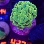 Euphyllia paraancora GOLD 1h (423)