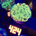 Euphyllia paraancora GOLD 1h (424)