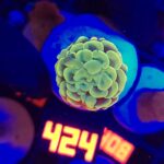 Euphyllia paraancora GOLD 1h (424)