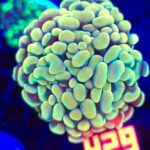 Euphyllia paraancora GOLD 3h (429)