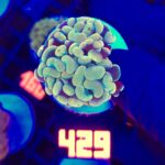 Euphyllia paraancora GOLD 2h (429)