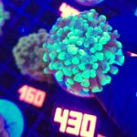 Euphyllia paraancora Grafted 1h (430)