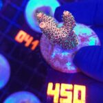 Acropora millepora (450)