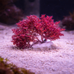 Amphiroa sp. (Makroglon)