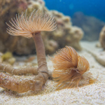 Bispira trisyclia (Rurówka)