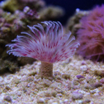 Bispira trisyclia (Rurówka)