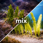 Caulerpa sertularioides & Caulerpa racemosa (Makroglon)