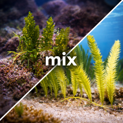 Caulerpa sertularioides & Caulerpa racemosa (Makroglon)