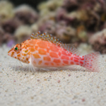 Cirrhitichthys oxycephalus S/M