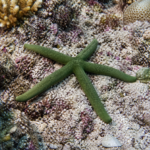 Linckia sp. GREEN (rozm. M/L)