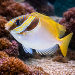 Siganus virgatus M/L