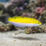 Halichoeres trispilus