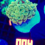 Euphyllia paraancora GOLD 1h (004)