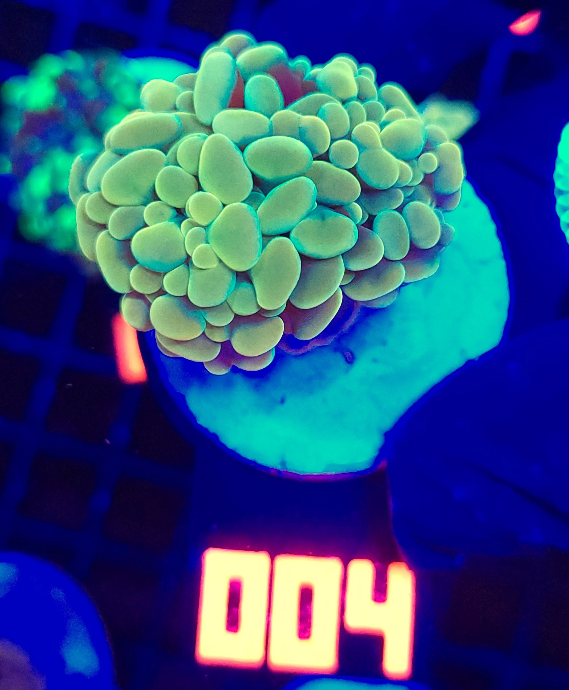 004 Euphyllia paraancora GOLD 1h (004) - obrazek 1