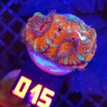 Acanthastrea Bowerbanki (015)