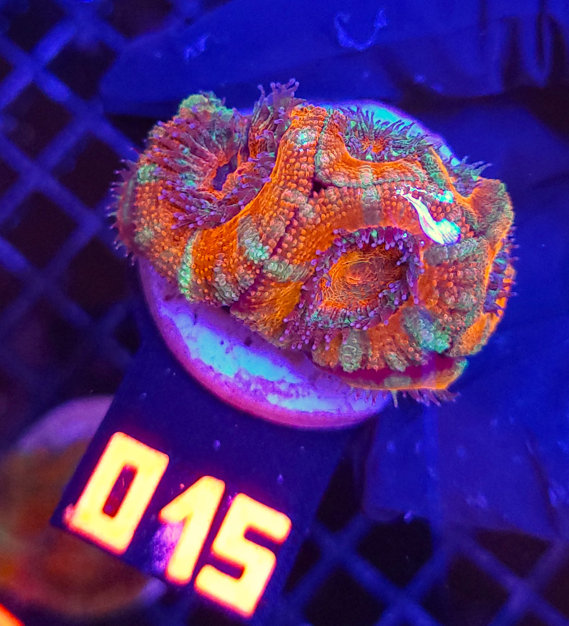 015 Acanthastrea Bowerbanki (015) - obrazek 1