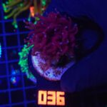 Euphyllia glabrescens Purple Dragon Torch 1h (036)