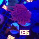 Euphyllia glabrescens Purple Dragon Torch 1h (036)