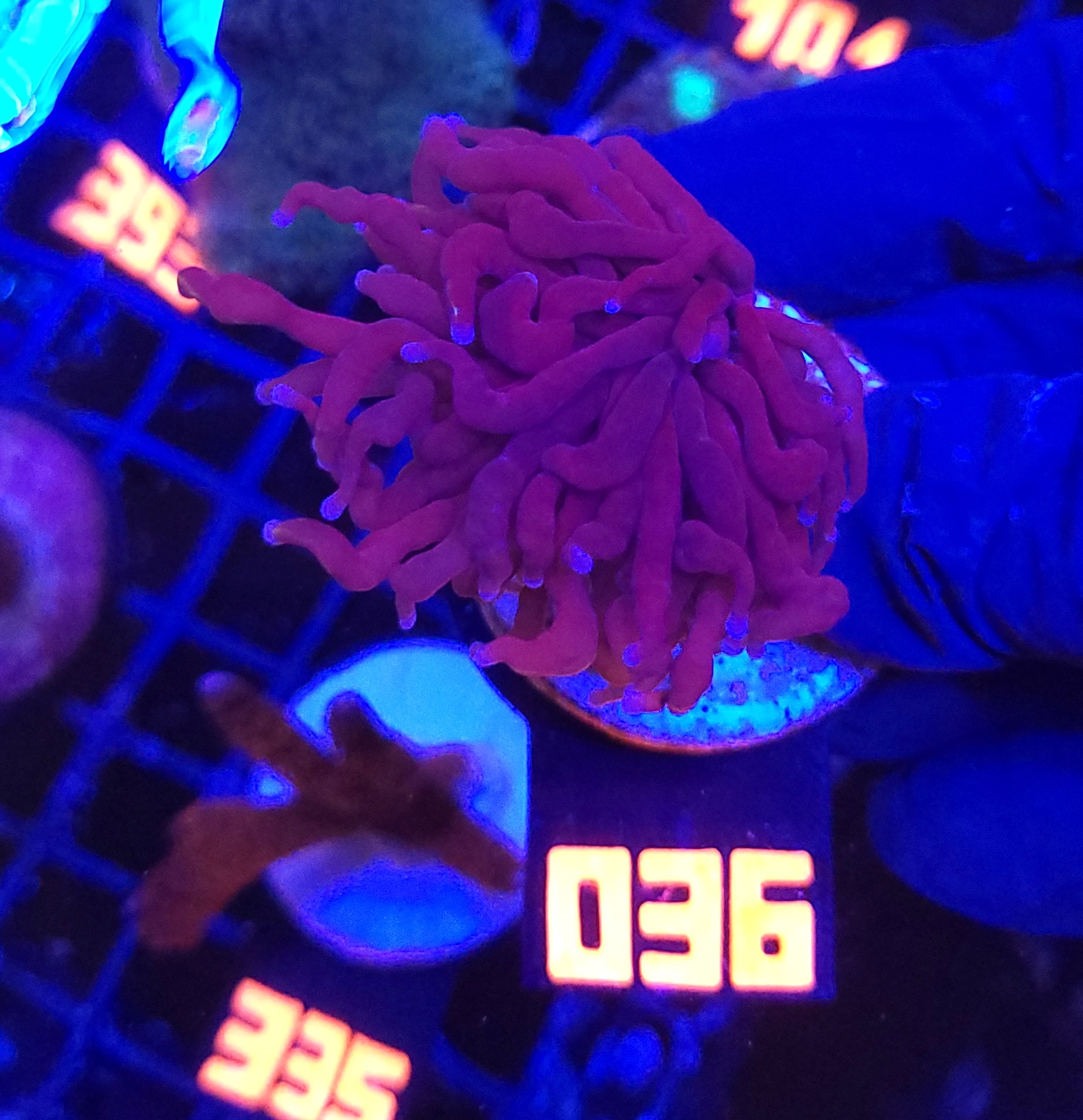 036 Euphyllia glabrescens Purple Dragon Torch 1h (036) - obrazek 1