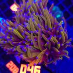 Euphyllia glabrescens Hellfire 5h (046)