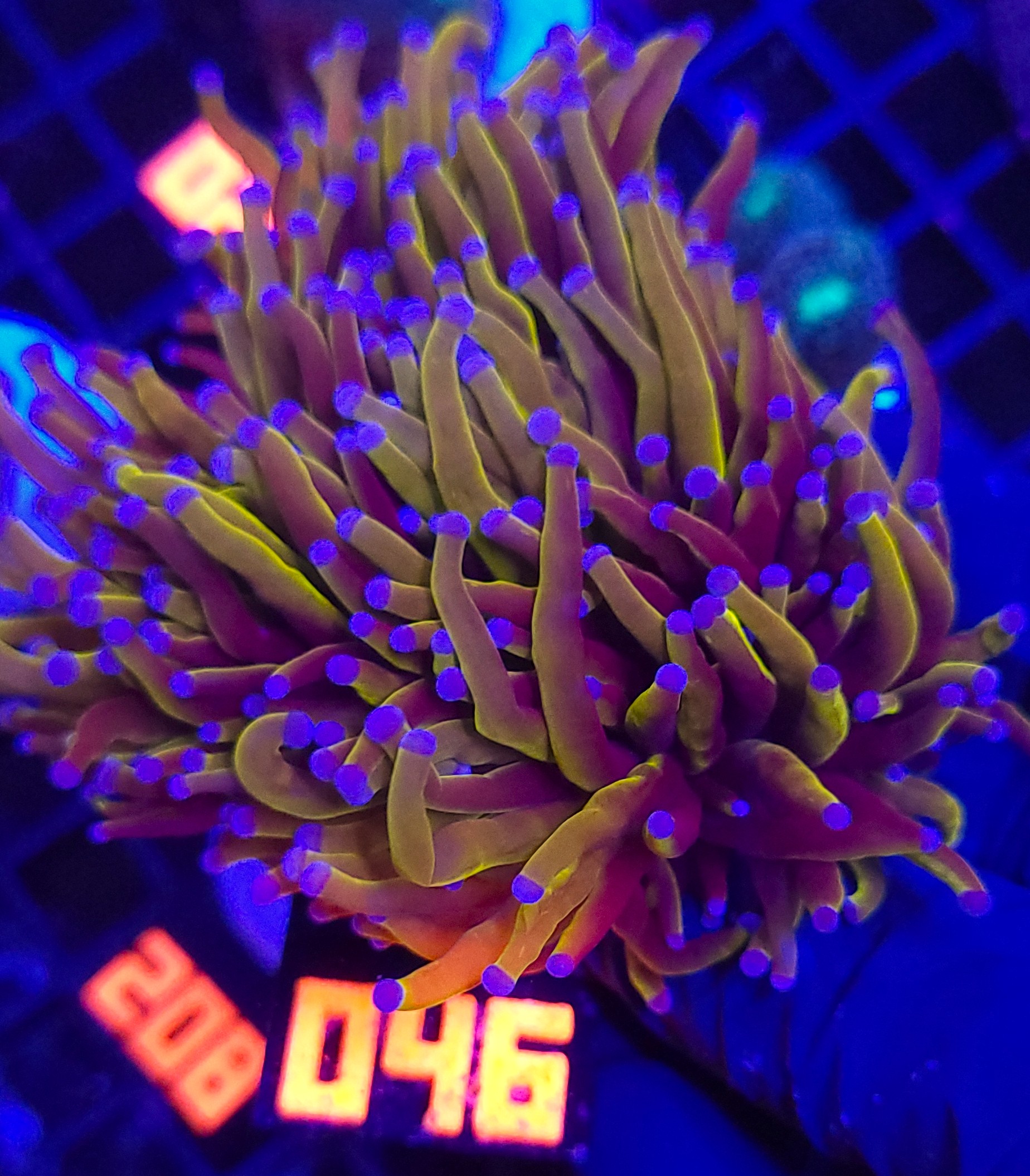 046 Euphyllia glabrescens Hellfire 5h (046) - obrazek 1