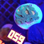 Favia Green Orange (059)