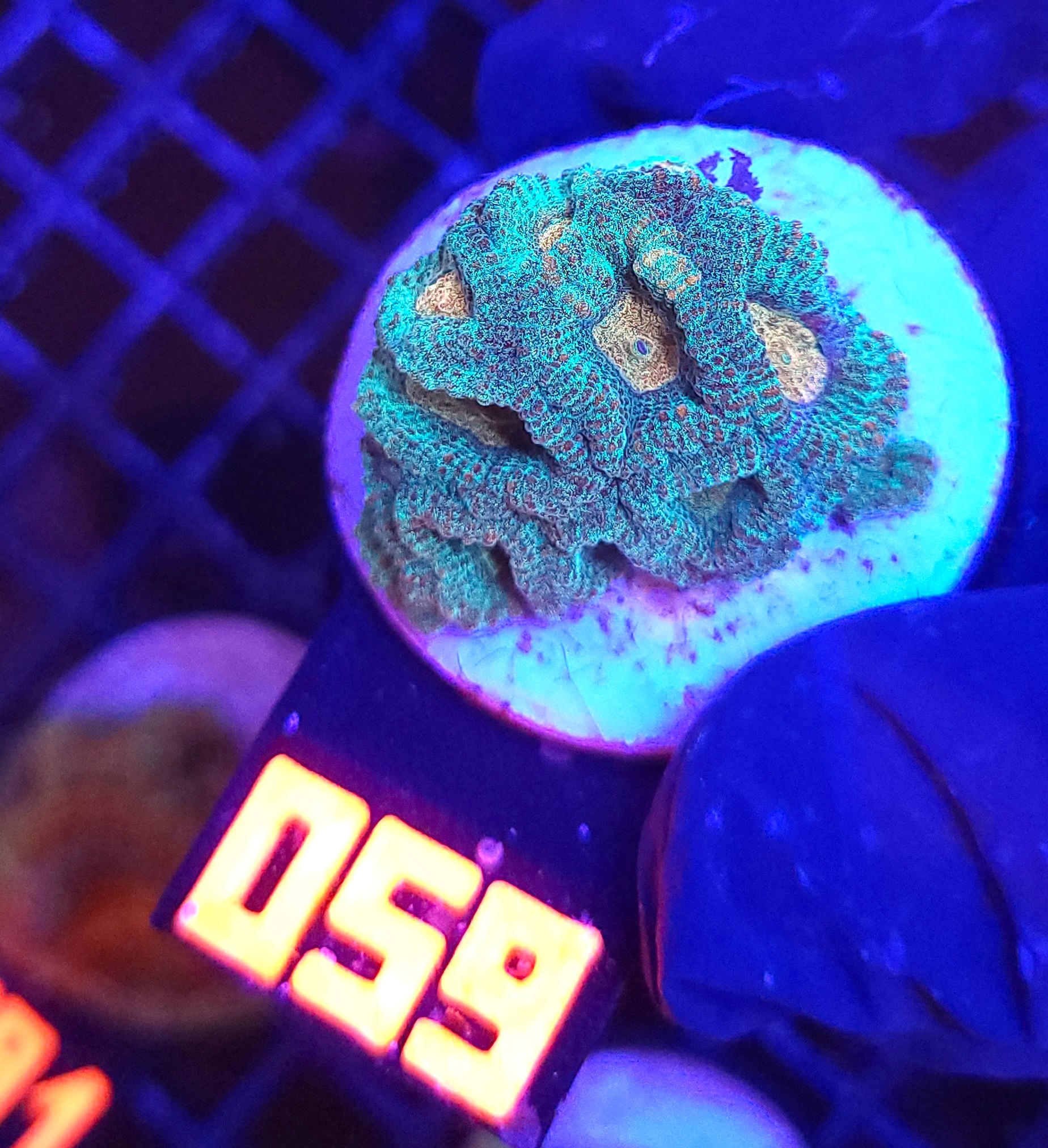 059 Favia Green Orange (059) - obrazek 1