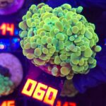 Euphyllia paraancora GOLD 3h (060)