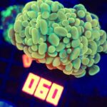 Euphyllia paraancora GOLD 2h (060)