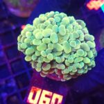 Euphyllia paraancora GOLD 3h (060)
