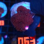 Discosoma Ruby Red (063)